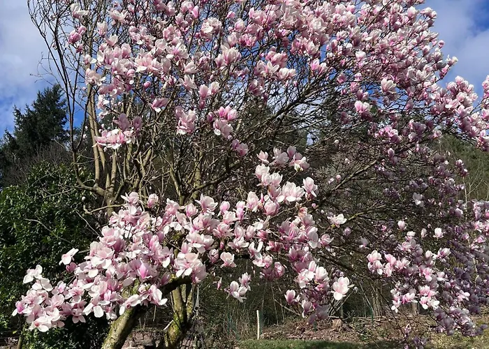 Feriehus Casa Tilly - Am Wald